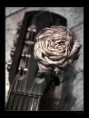/album/kepek-/rose-guitar-jpg/